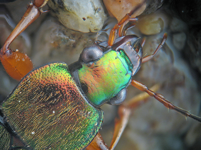 Chlaenius velutinus? No,  Chlaeniellus nitidulus